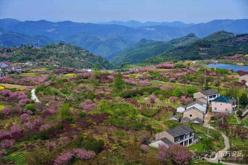 四明山櫻花94盛開,賞花踏青正當時- 東論 東方熱線·東方論壇-寧波