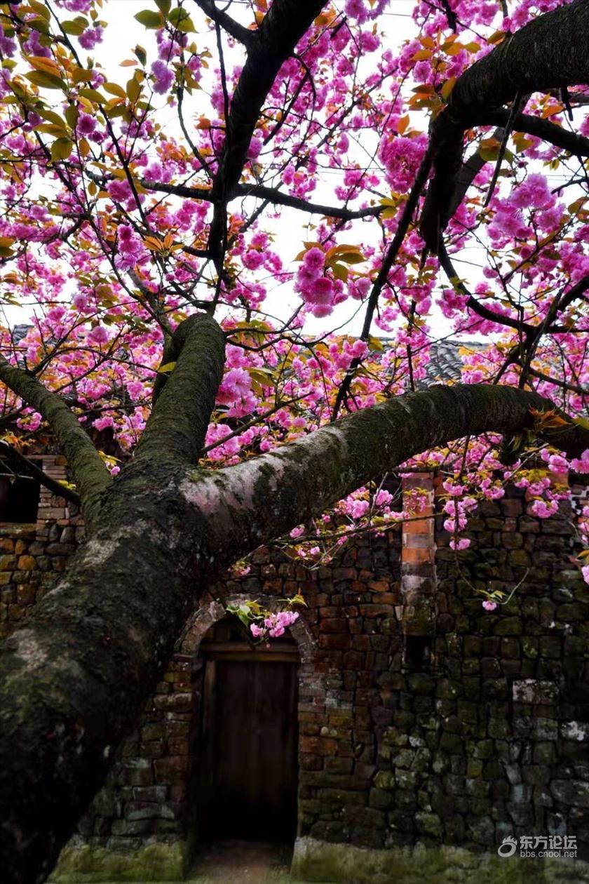 四明山樱花盛开赏花踏青正当时