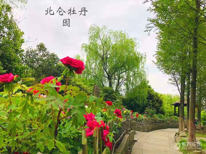 北仑美丽植物园牡丹花开最鲜艳