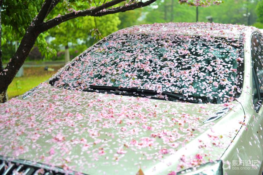 一夜春雨满路落红落英缤纷车上全是樱花复制