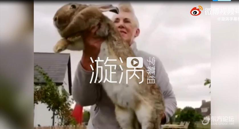 世界最大兔子被偷主人悬赏1000英镑