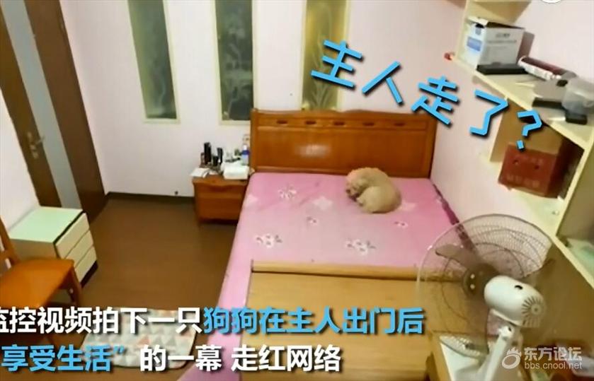 狗子才是这个家的主人!主人出门后狗狗享受生活