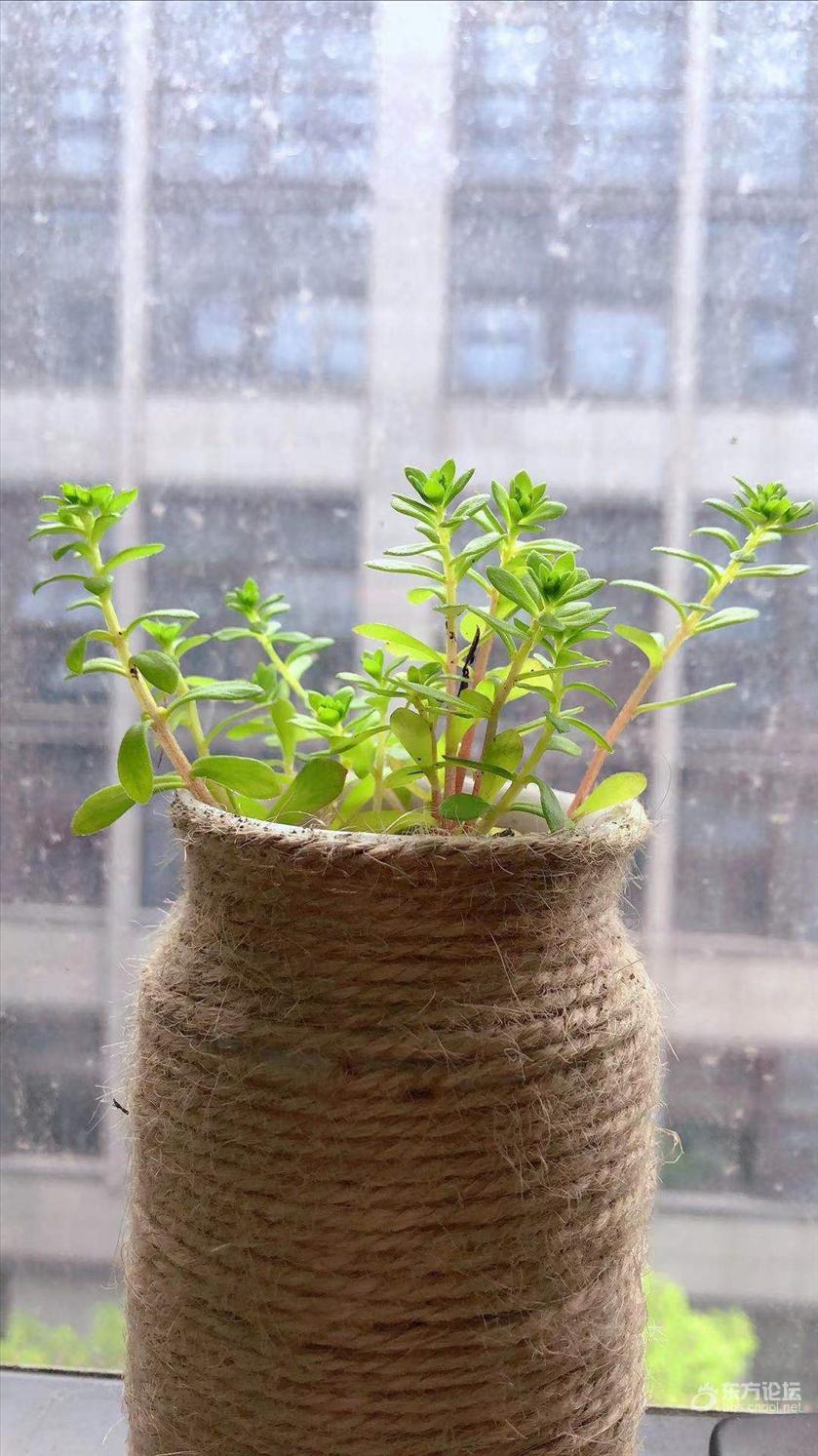 治愈系之珠芽景天 [复制]