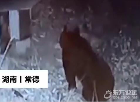 熊出没!黑熊凌晨偷吃村民蜂蜜