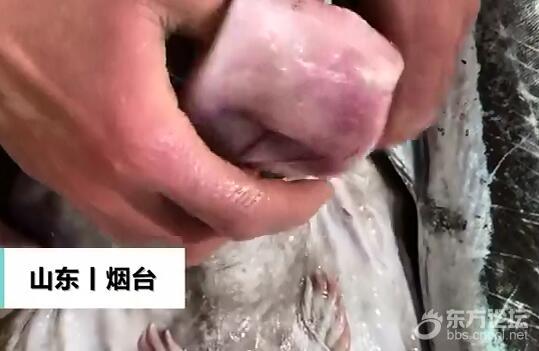男子从鱼肚子刨出一次性杯子