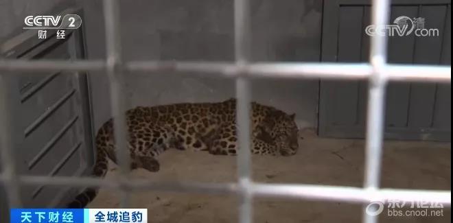 全城追豹!记者探访已回笼金钱豹:饿了很久!“瞒豹” 之患猛于豹,追豹更要追问!