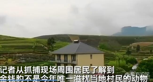 受金钱豹滋扰村庄曾有猴子伤人