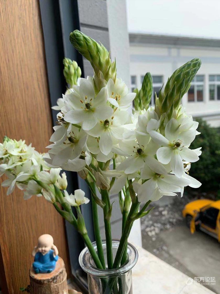 一层层递进盛开,你知道这是什么花吗?