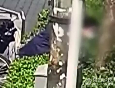 路边月季花被保洁员大面积破坏:影响我工作