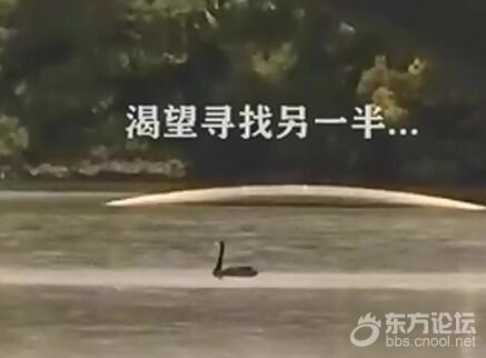黑天鹅徘徊南宁相思湖 工作人员:把它带走又飞回来