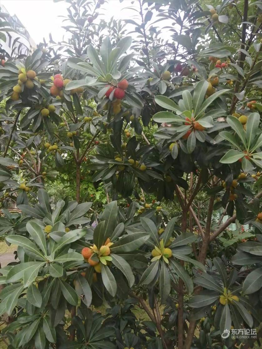 本地露天杨梅才这么点大 东论东方热线 东方论坛 宁波论坛 家长里短写你我身边事