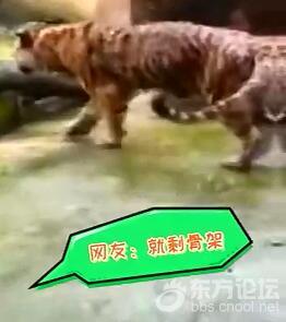 动物园东北虎骨瘦如柴?园方:老胃病了!