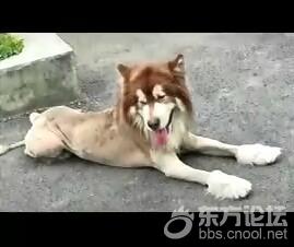 将剃过毛的狗误认成狮子报警求助