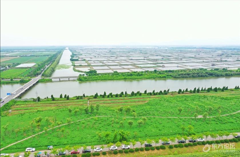 打卡新慈湖百亩向日葵