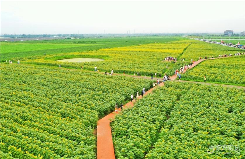 打卡新慈湖百亩向日葵