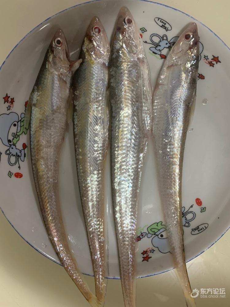 大家看看,是长江刀鱼吗?