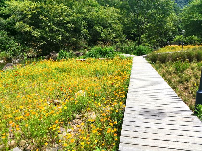 去章水镇下严村杏林湾寻觅清凉地