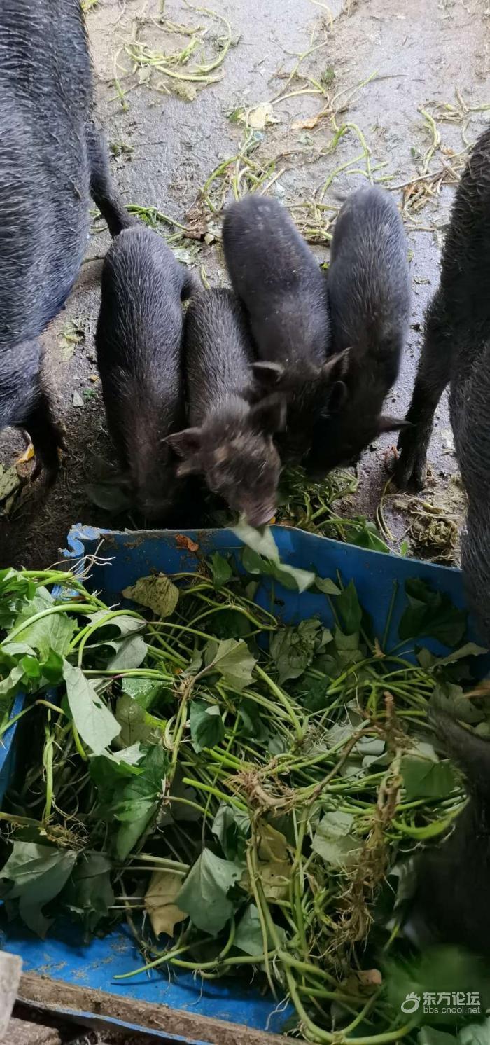 养猪场里藏香猪,二十斤重就长足