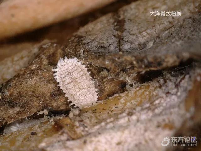 “台湾番荔枝和莲雾,暂停输入大陆”