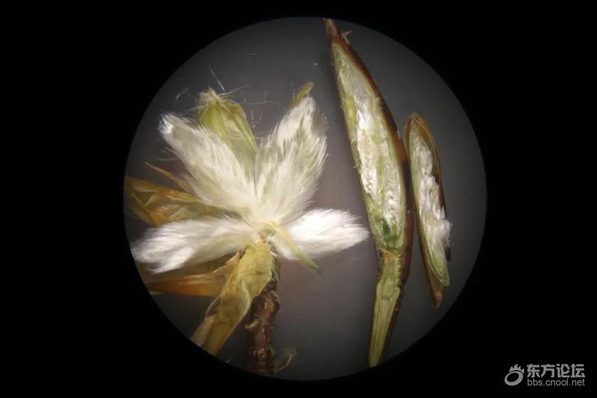 (显微镜下的米心水青冈的冬芽解剖图,幼叶表面密被白色绢状绵毛,它们