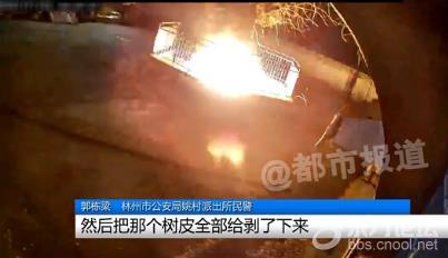 可真刑啊!女子梦到自己不幸福火烧千年古树