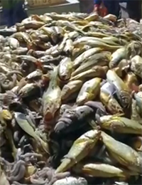 宁波渔民捞了一网野生大黄鱼卖了957万