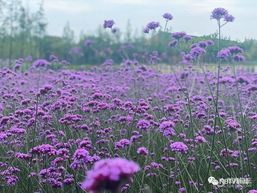 6100 太惊艳 太浪漫 大片紫色花海竟藏身市区 正值盛花期 如梦如幻 东论东方热线 东方论坛 宁波论坛 家长里短写你我身边事
