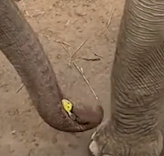 动物园回应大象用鼻子还鞋走红
