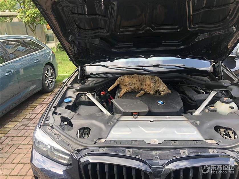 车子一直有一股恶臭的味道，竟然是引擎盖里有只猫