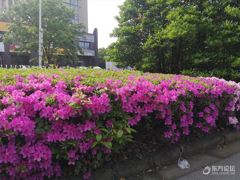 现在宁波城市道路绿化也用杜鹃花！