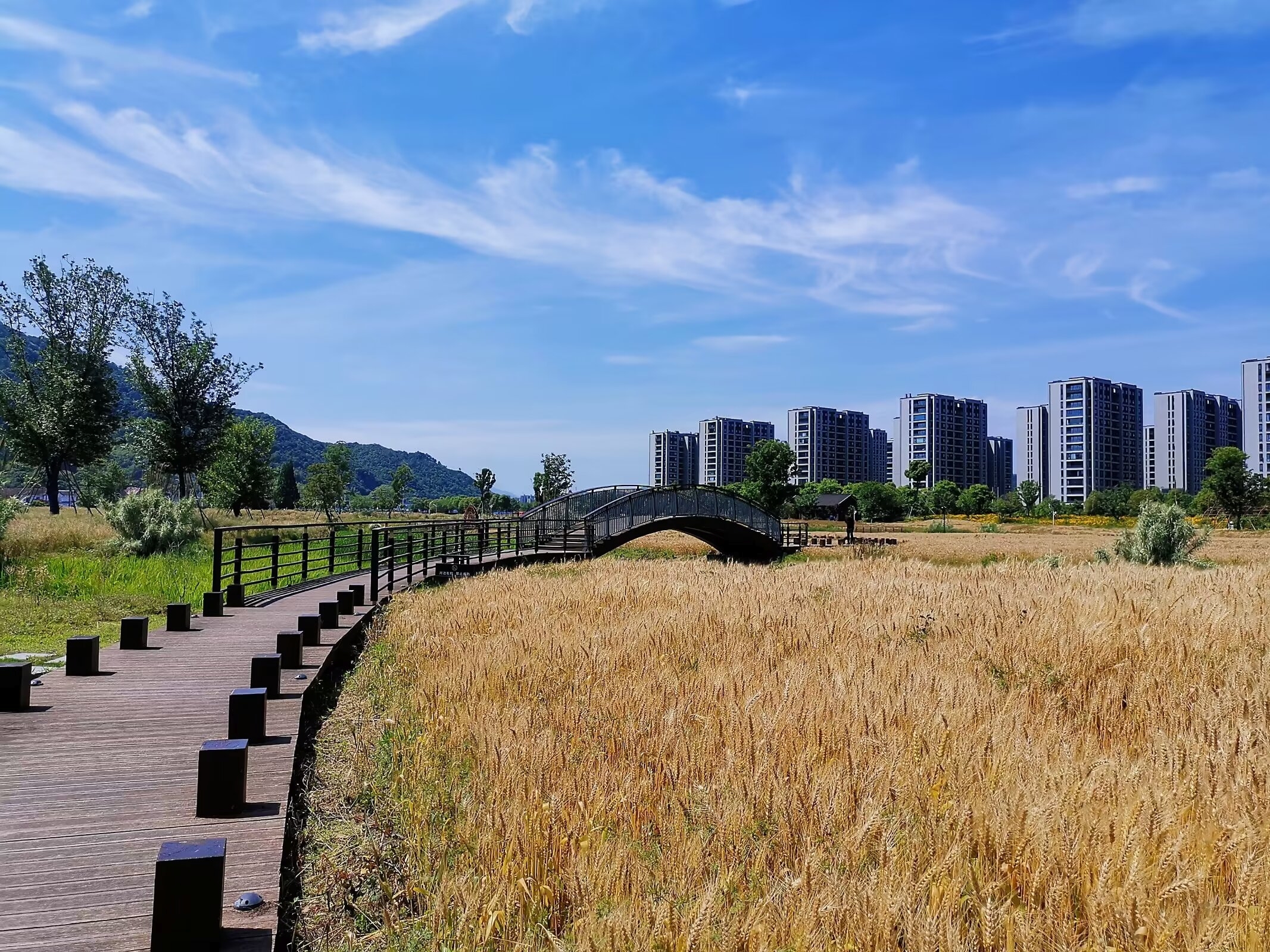 宁波这个公园，把庄稼种成了风景！