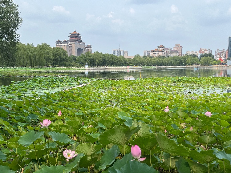 北京莲花池公园
