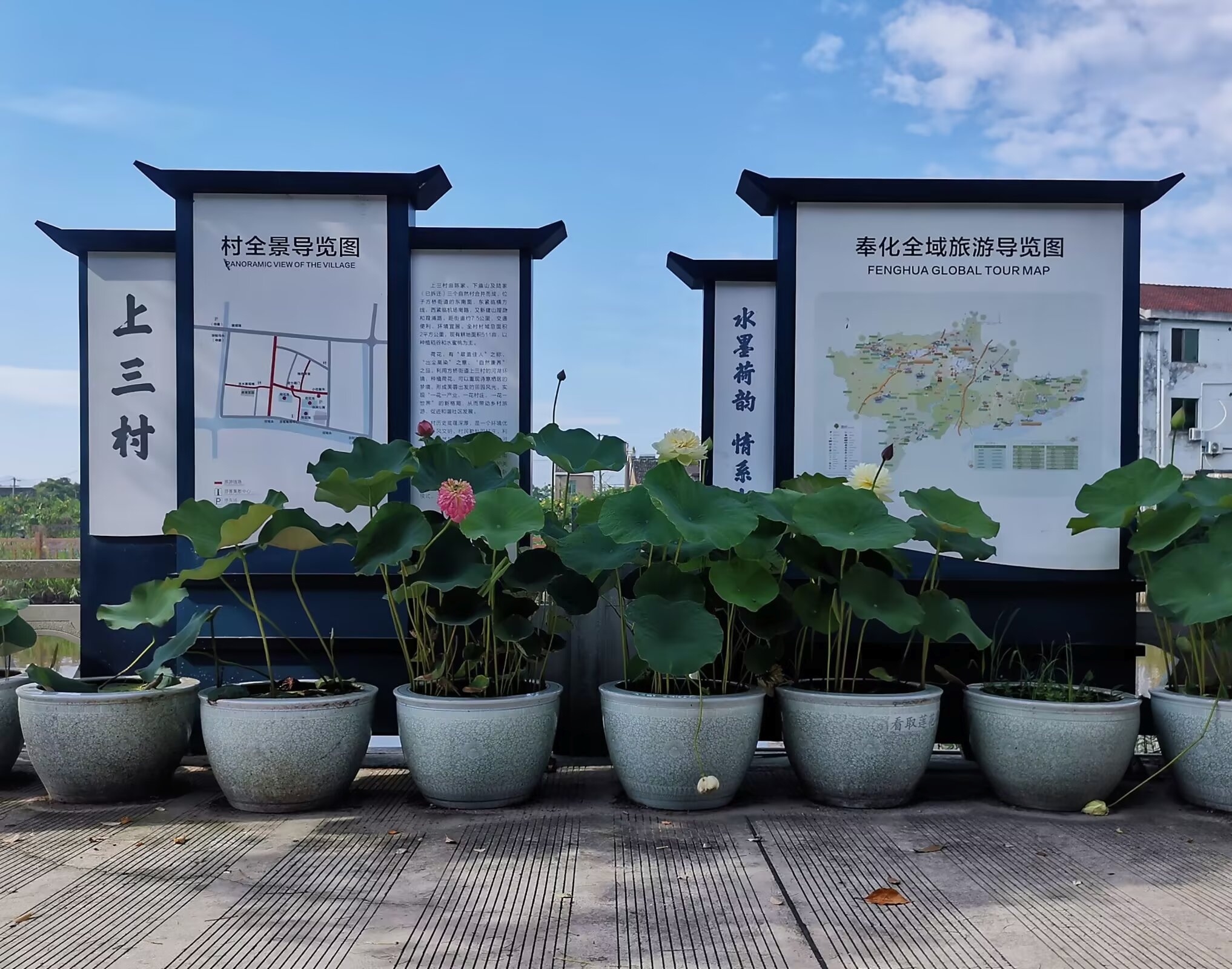 宁波这里有独特的荷花景观,是个省3A级景区村庄