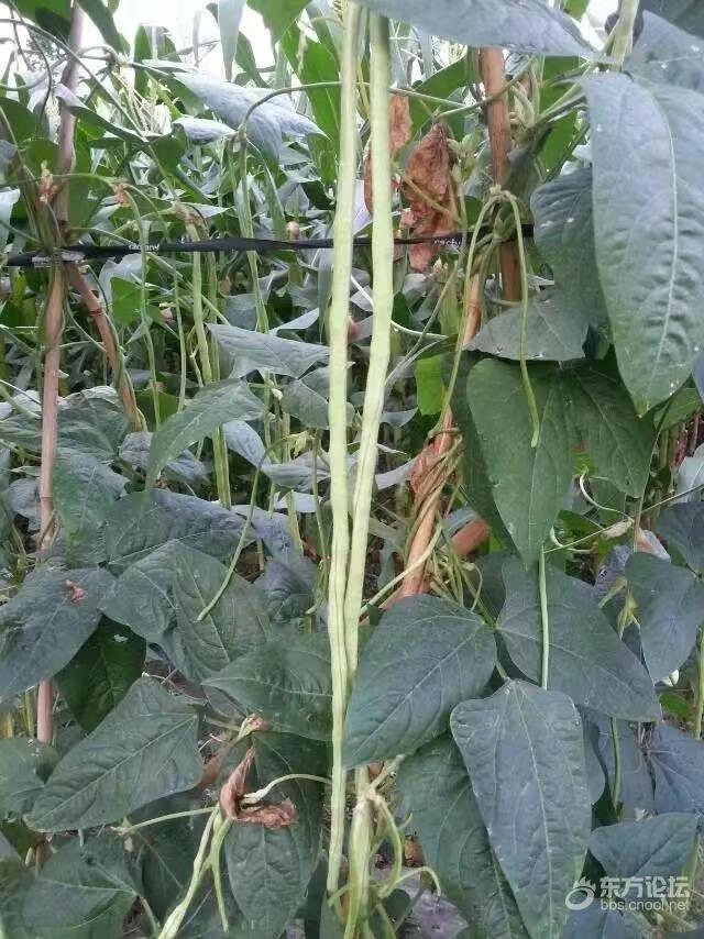 夏日炎炎，何不来一份糖醋烤豆角，酸甜酸甜很开胃