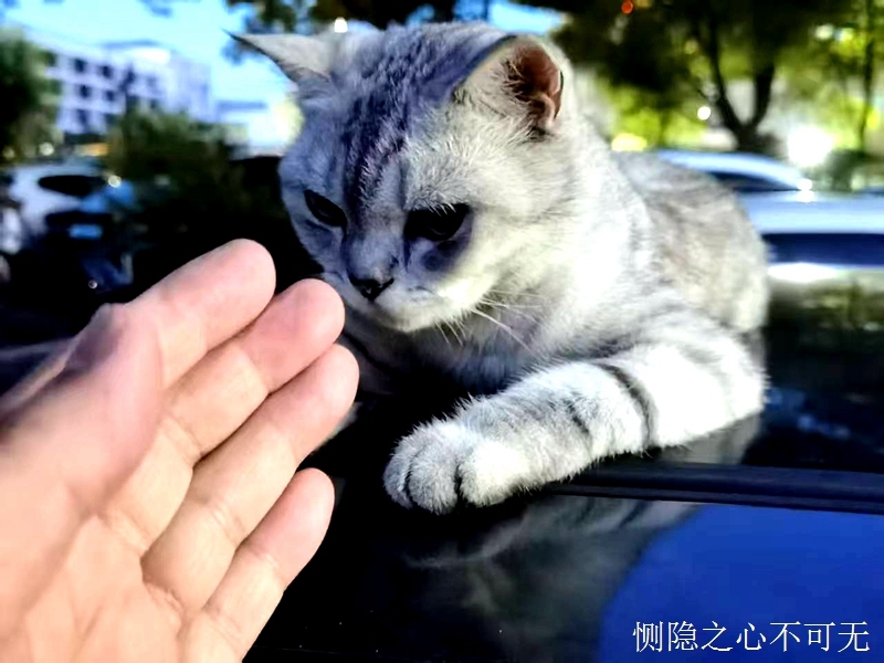 以前流浪动物能在垃圾桶里刨食,现在无处寻找食物