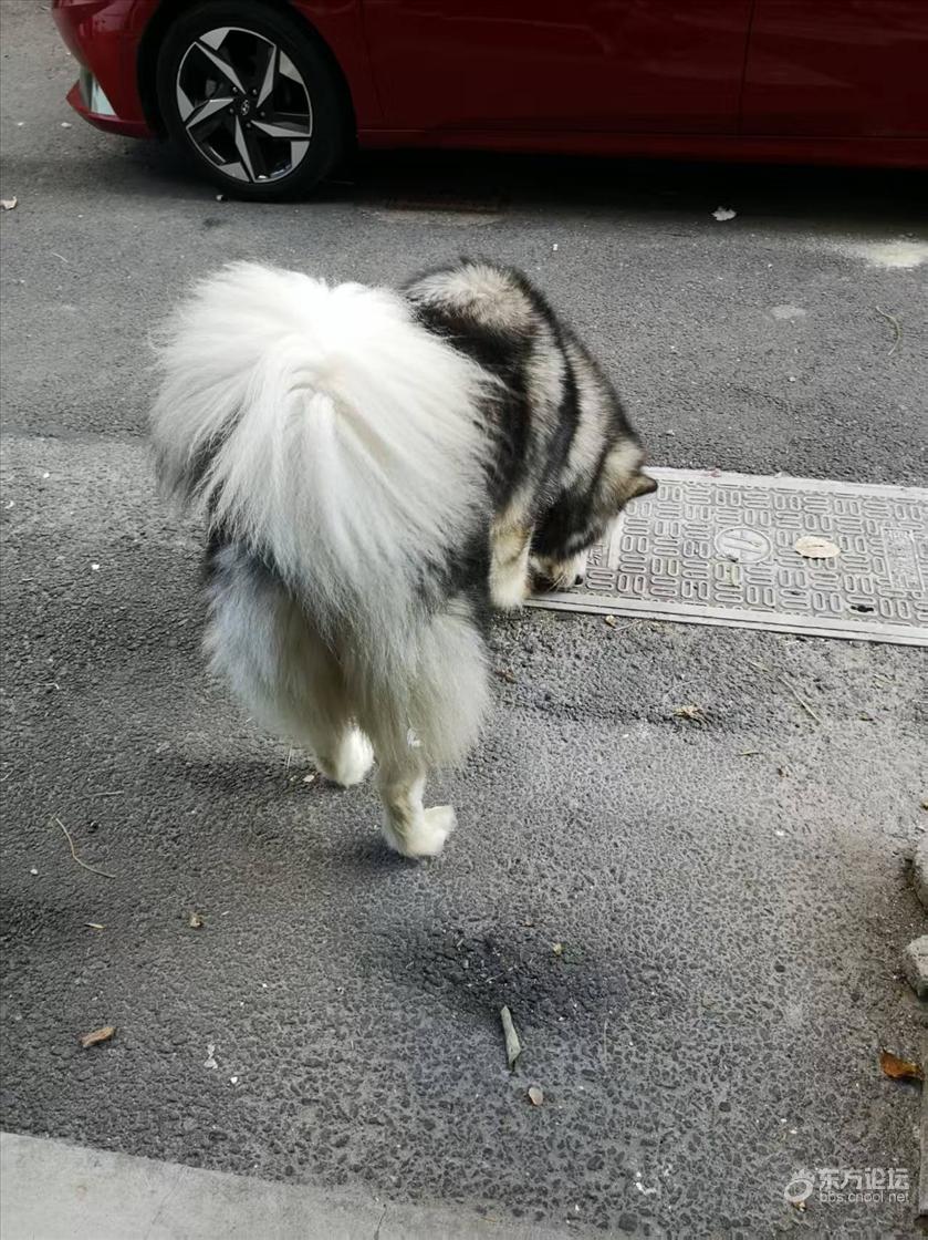 城市里养大型犬合适吗？邻居养了一条大型阿拉斯加