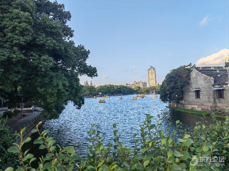 放秋假了，月湖的小黄鸭都出现了，平时没有那么多