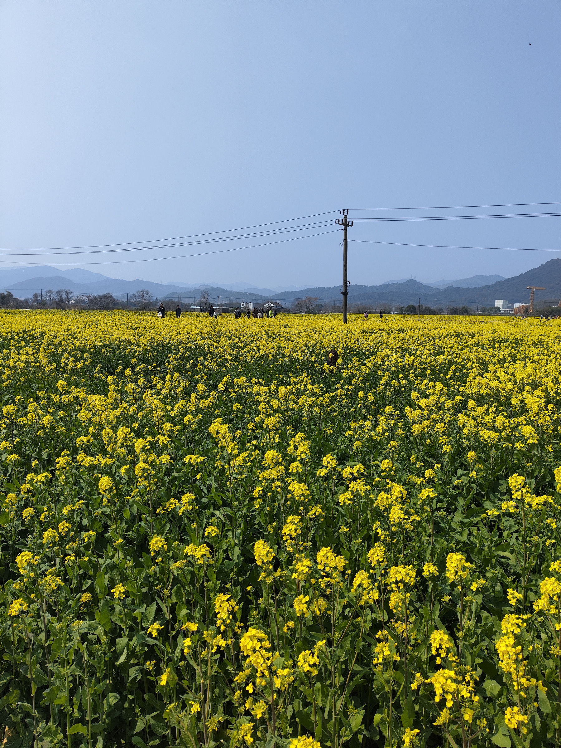 因桥为十三个桥洞组成，故称十三洞桥，油菜花开了