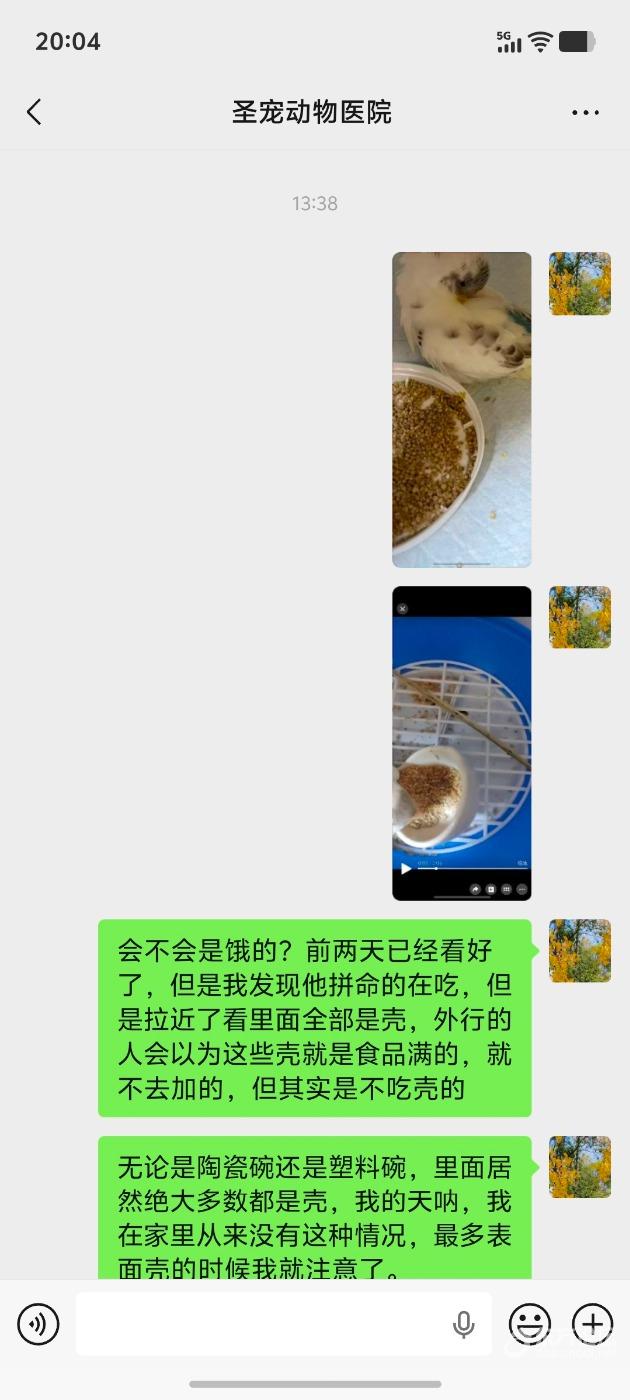 把拉肚子的小鸟送到动物医院，花了八百还是去世了